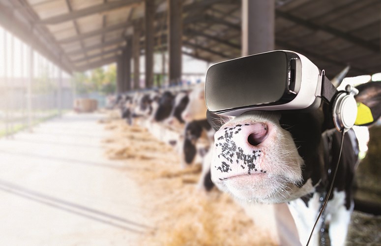 Glasfaser in ländlichen Gebieten Eine Kuh steht im Stall und trägt eine VR-Brille und Kopfhörer